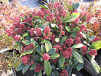 Skimmia%20japonica%20Rubella%2001c%20Knospen.JPG