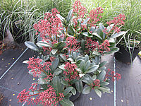 Skimmia%20japonica%20Rubella%2002%20knospig.JPG