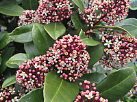 Skimmia%20japonica%20Rubella%2003%20halboffene%20Bluete.JPG