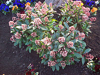 Skimmia%20japonica%20Rubella%2004%20-%203erGruppe.JPG