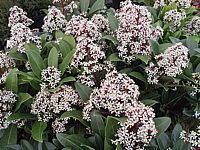 Skimmia%20japonica%20Rubella%2005%20offene%20Blueten.JPG
