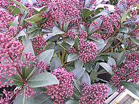 Skimmia%20japonica%20Rubella%2006%20Knospen%20unscharf.JPG