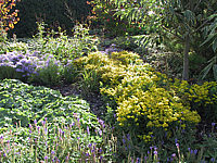 Solidago%20Hybride%20Laurin%20+%20Aster%20sedifolius%20Nanus.jpg