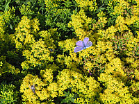 Solidago%20Hybride%20Laurin%2001%20mit%20blauem%20Falter.JPG