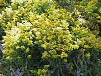 Solidago%20Hybride%20Laurin%2003.jpg