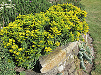 Solidago%20Hybride%20Laurin%2004%20ueber%20Trockenmauer.JPG
