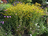 Solidago%20rugosa%20Fireworks%2001.JPG