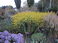 Solidago%20rugosa%20Fireworks%2002.JPG