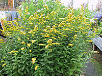 Solidago%20rugosa%20Fireworks%2005.JPG
