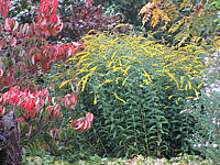 Solidago%20rugosa%20Fireworks%2008%20unscharf.JPG