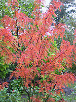 Sorbus%20Pink%20Pearl%2001%20Herbstfaerbung.JPG