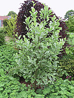 Sorbus%20aria%20Gigantea%2002.jpg