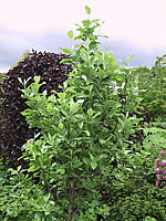 Sorbus%20aria%20Gigantea%2003%20-%202m.jp2