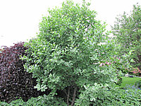 Sorbus%20aria%20Gigantea%2003.JPG