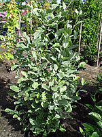 Sorbus%20aria%20Gigantea%2004.jpg