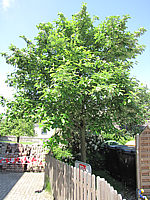 Sorbus%20aria%20Magnifica%2001%20Baum.JPG