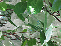 Sorbus%20aria%20Magnifica%2002%20Farbspiel%20Blaetter%201.JPG