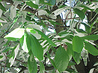 Sorbus%20aria%20Magnifica%2004%20Farbspiel%20Blaetter%203.JPG