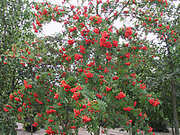 Sorbus%20aucuparia%20-%20Sol-Baum%20mit%20Beeren.JPG