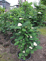 Sorbus%20aucuparia%20Fastigiata%2001%201,5m%20bluehend.JPG