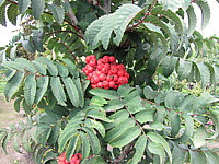 Sorbus%20aucuparia%20Fastigiata%2003%20Beeren.JPG