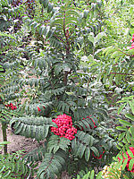 Sorbus%20aucuparia%20Fastigiata%2005.JPG