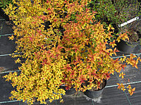 Spiraea%20Golden%20Princess%20links%20und%20Goldflame%20rechts%20im%20Austrieb.JPG