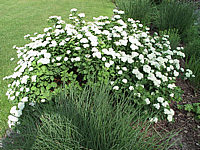 Spiraea%20betulifolia%2001.jpg