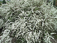 Spiraea%20cinerea%20Grefsheim%2001.JPG