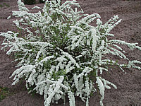 Spiraea%20cinerea%20Grefsheim%2002.JPG