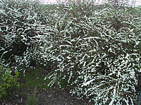 Spiraea%20cinerea%20Grefsheim%2003.JPG