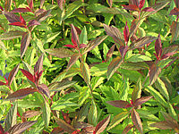 Spiraea%20japonica%20Darts%20Red%2001%20Austrieb.JPG
