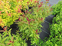Spiraea%20japonica%20Darts%20Red%2002%20Austrieb.JPG