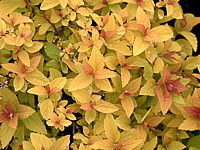 Spiraea%20japonica%20Golden%20Princess%2000%20Austrieb.JPG