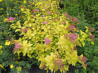 Spiraea%20japonica%20Golden%20Princess%2001.JPG