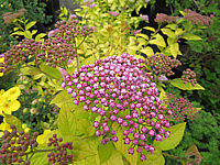 Spiraea%20japonica%20Golden%20Princess%2002.JPG