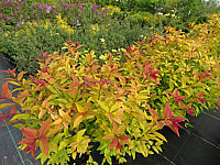 Spiraea%20japonica%20Goldflame%2001.JPG