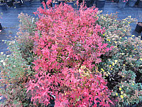 Spiraea%20japonica%20Goldflame%2003.JPG