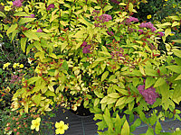 Spiraea%20japonica%20Goldflame%2004.JPG