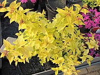 Spiraea%20japonica%20Goldflame%2005.JPG