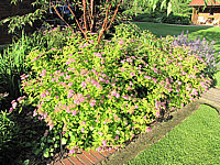 Spiraea%20japonica%20Goldflame%2006.JPG