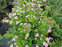 Spiraea%20japonica%20Little%20Princess%2001.JPG