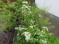 Spiraea%20nipponica%20Snowmound%2001.JPG