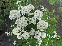 Spiraea%20nipponica%20Snowmound%2002%20Bluete%20nah.JPG
