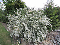 Spiraea%20vanhouttei%20-%20Sol%20bluehend.JPG