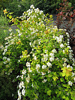 Spiraea%20vanhouttei%20Gold%20Fountain%2001.JPG