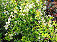 Spiraea%20vanhouttei%20Gold%20Fountain%2002.JPG
