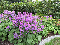 Stachys%20grandiflora%20Superba%2001.jpg