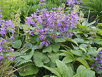 Stachys%20grandiflora%20Superba%2002.JPG