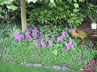 Stachys%20grandiflora%20Superba%2004.jpg